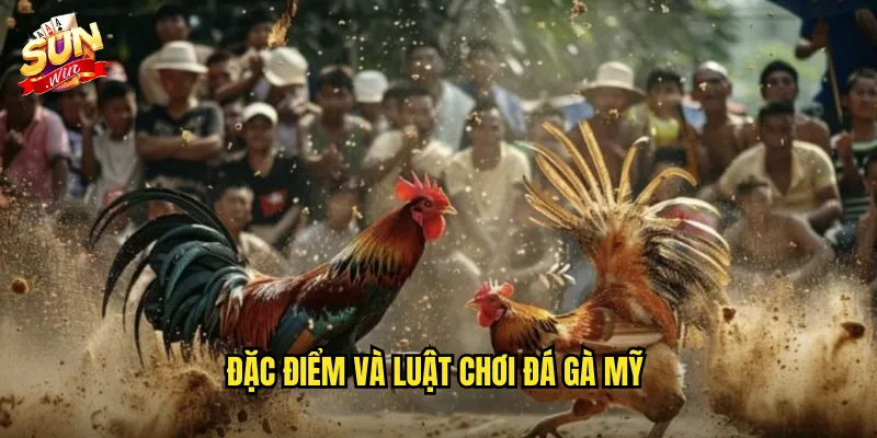 Đá Gà Mỹ Sunwin SH - Phong Cách Thi Đấu Chuyên Nghiệp Từ Xứ Cờ Hoa 2 Đặc điểm và luật chơi đá gà mỹ